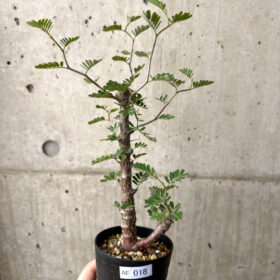 【現品限り】センナ・メリディオナリス 実生【AE18】 Senna meridionalis【植物】塊根植物 夏型 コーデックス