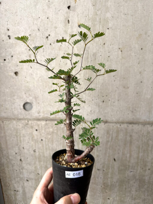 【現品限り】センナ・メリディオナリス 実生【AE18】 Senna meridionalis【植物】塊根植物 夏型 コーデックス
