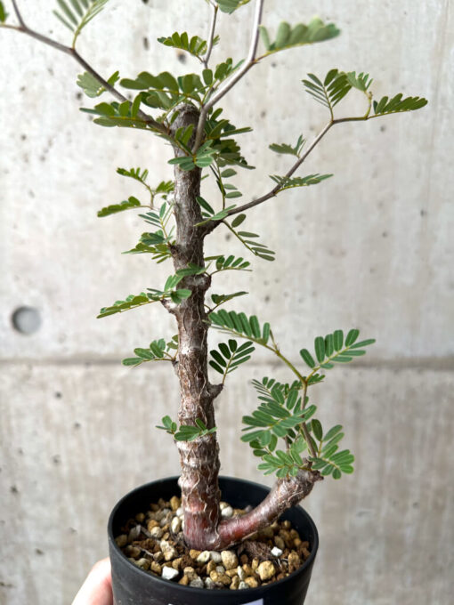 【現品限り】センナ・メリディオナリス 実生【AE18】 Senna meridionalis【植物】塊根植物 夏型 コーデックス - 画像 (2)