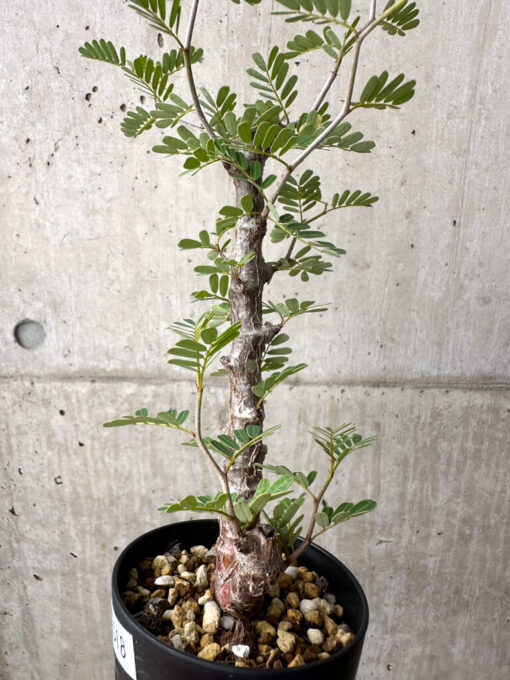 【現品限り】センナ・メリディオナリス 実生【AE18】 Senna meridionalis【植物】塊根植物 夏型 コーデックス - 画像 (3)