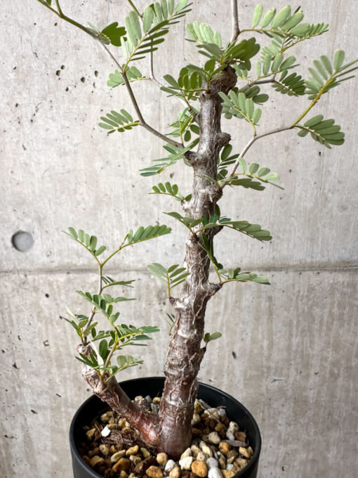 【現品限り】センナ・メリディオナリス 実生【AE18】 Senna meridionalis【植物】塊根植物 夏型 コーデックス - 画像 (4)