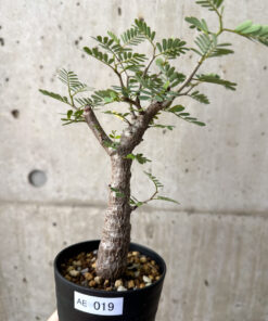 【現品限り】センナ・メリディオナリス 実生【AE19】 Senna meridionalis【植物】塊根植物 夏型 コーデックス