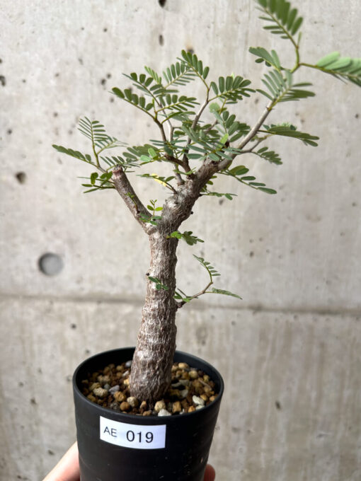 【現品限り】センナ・メリディオナリス 実生【AE19】 Senna meridionalis【植物】塊根植物 夏型 コーデックス