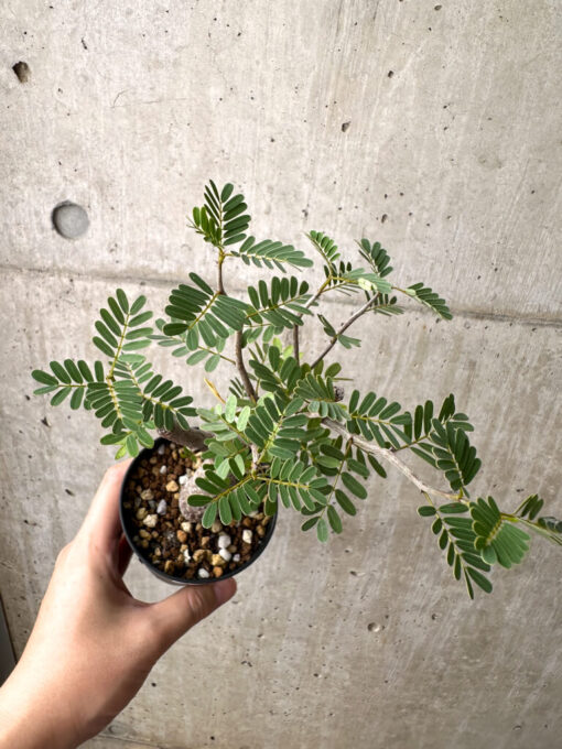 【現品限り】センナ・メリディオナリス 実生【AE19】 Senna meridionalis【植物】塊根植物 夏型 コーデックス - 画像 (2)