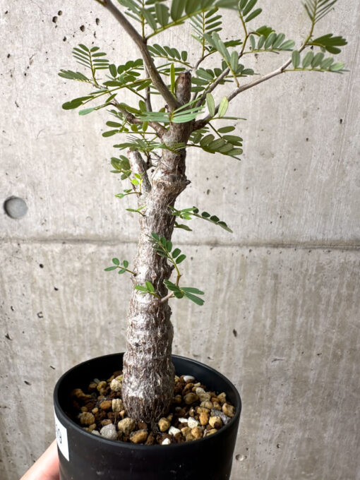 【現品限り】センナ・メリディオナリス 実生【AE19】 Senna meridionalis【植物】塊根植物 夏型 コーデックス - 画像 (3)
