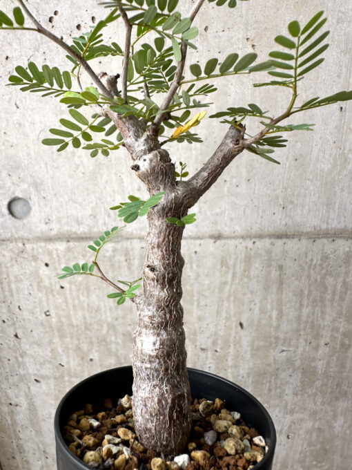 【現品限り】センナ・メリディオナリス 実生【AE19】 Senna meridionalis【植物】塊根植物 夏型 コーデックス - 画像 (4)