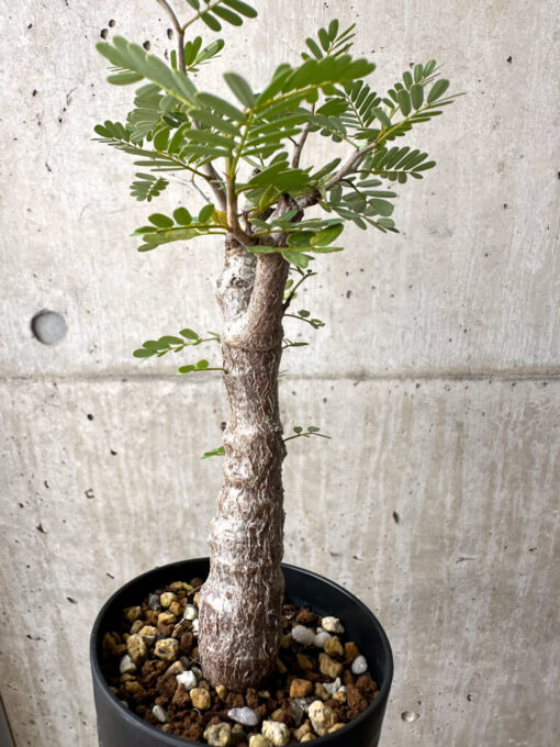 【現品限り】センナ・メリディオナリス 実生【AE19】 Senna meridionalis【植物】塊根植物 夏型 コーデックス - 画像 (5)