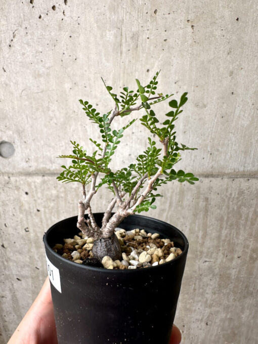 【現品限り】オペルクリカリア・パキプス 根挿し【AE1】 Operculicarya pachypus【植物】塊根植物 夏型 コーデックス - 画像 (3)