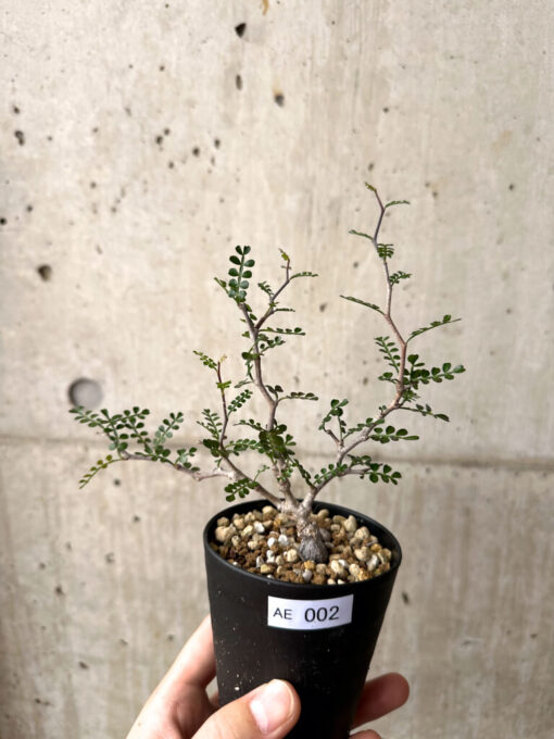 【現品限り】オペルクリカリア・パキプス 根挿し【AE2】 Operculicarya pachypus【植物】塊根植物 夏型 コーデックス