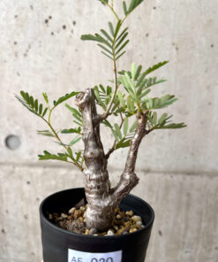 【現品限り】センナ・メリディオナリス 実生【AE20】 Senna meridionalis【植物】塊根植物 夏型 コーデックス