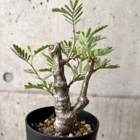【現品限り】センナ・メリディオナリス 実生【AE20】 Senna meridionalis【植物】塊根植物 夏型 コーデックス