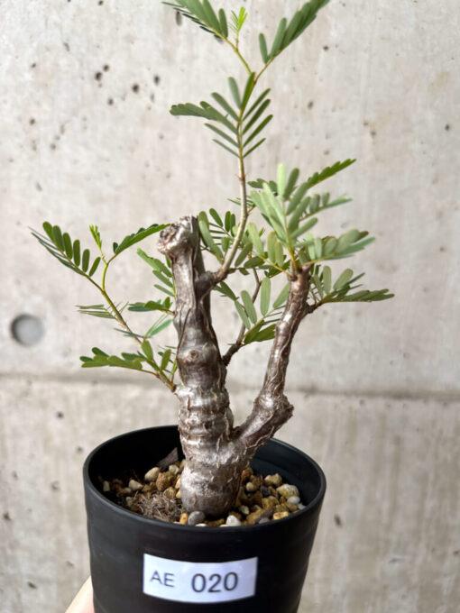 【現品限り】センナ・メリディオナリス 実生【AE20】 Senna meridionalis【植物】塊根植物 夏型 コーデックス