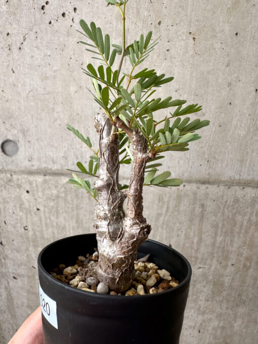 【現品限り】センナ・メリディオナリス 実生【AE20】 Senna meridionalis【植物】塊根植物 夏型 コーデックス - 画像 (3)