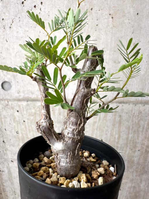 【現品限り】センナ・メリディオナリス 実生【AE20】 Senna meridionalis【植物】塊根植物 夏型 コーデックス - 画像 (4)