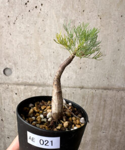 【現品限り】コミフォラ・クラウセリアーナ【AE21】 Commiphora kraeuseliana【植物】塊根植物 夏型 コーデックス