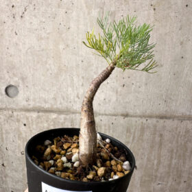 【現品限り】コミフォラ・クラウセリアーナ【AE21】 Commiphora kraeuseliana【植物】塊根植物 夏型 コーデックス