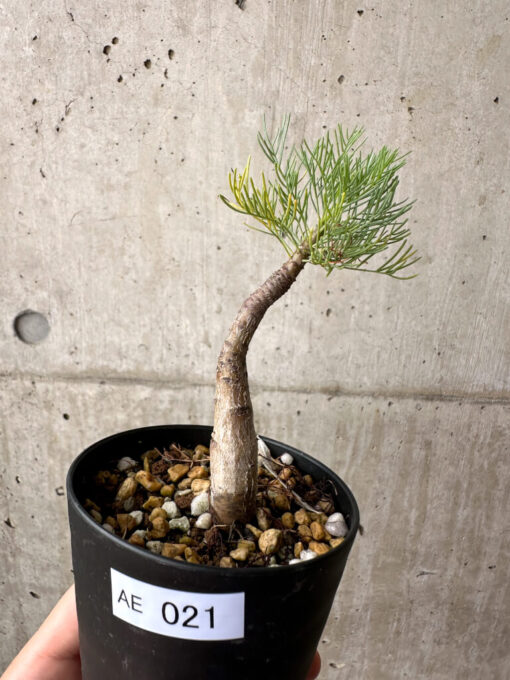 【現品限り】コミフォラ・クラウセリアーナ【AE21】 Commiphora kraeuseliana【植物】塊根植物 夏型 コーデックス