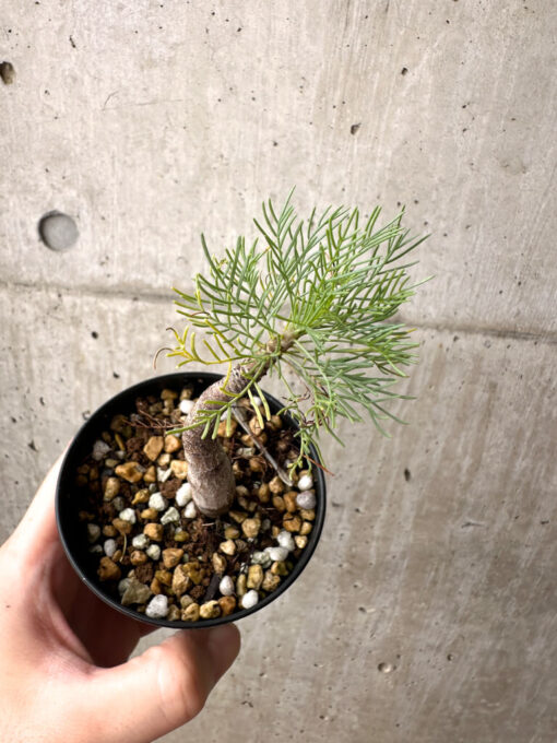 【現品限り】コミフォラ・クラウセリアーナ【AE21】 Commiphora kraeuseliana【植物】塊根植物 夏型 コーデックス - 画像 (2)