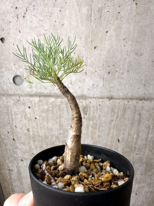 【現品限り】コミフォラ・クラウセリアーナ【AE21】 Commiphora kraeuseliana【植物】塊根植物 夏型 コーデックス - 画像 (4)