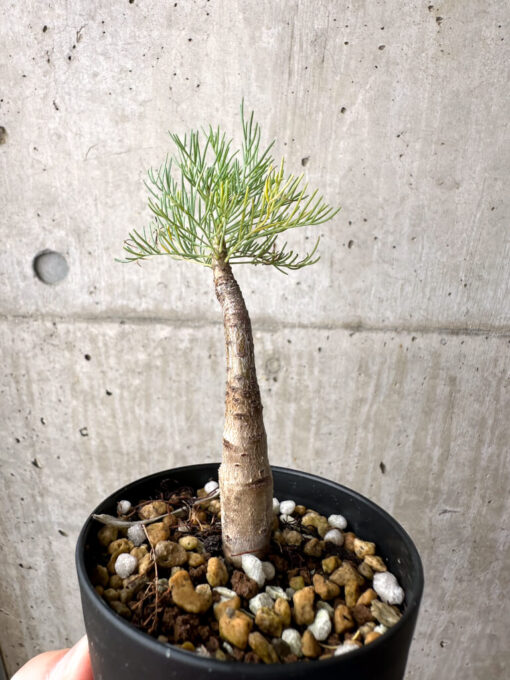 【現品限り】コミフォラ・クラウセリアーナ【AE21】 Commiphora kraeuseliana【植物】塊根植物 夏型 コーデックス - 画像 (5)
