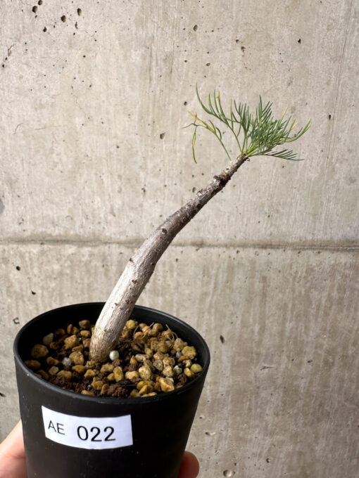 【現品限り】コミフォラ・クラウセリアーナ【AE22】 Commiphora kraeuseliana【植物】塊根植物 夏型 コーデックス