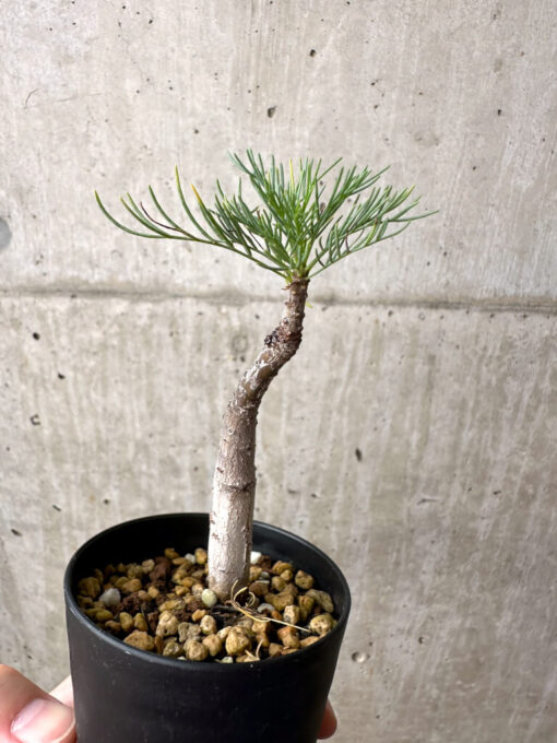 【現品限り】コミフォラ・クラウセリアーナ【AE22】 Commiphora kraeuseliana【植物】塊根植物 夏型 コーデックス - 画像 (3)