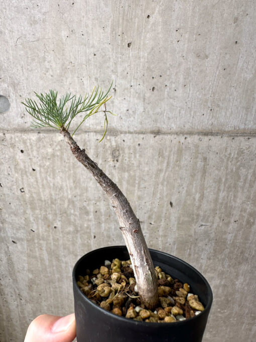 【現品限り】コミフォラ・クラウセリアーナ【AE22】 Commiphora kraeuseliana【植物】塊根植物 夏型 コーデックス - 画像 (4)