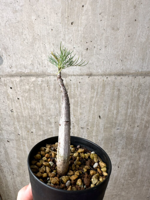 【現品限り】コミフォラ・クラウセリアーナ【AE22】 Commiphora kraeuseliana【植物】塊根植物 夏型 コーデックス - 画像 (5)