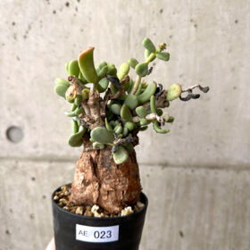 【現品限り】ケラリア・ピグマエア 現地株 約1年管理【AE23】 Ceraria pygmae【植物】塊根植物 夏型 コーデックス