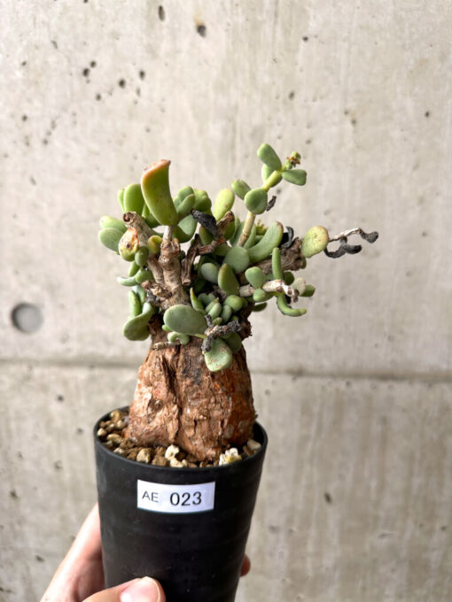 【現品限り】ケラリア・ピグマエア 現地株 約1年管理【AE23】 Ceraria pygmae【植物】塊根植物 夏型 コーデックス