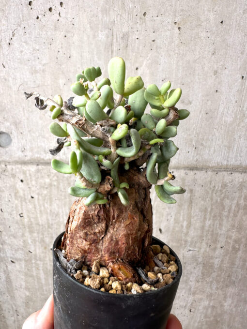 【現品限り】ケラリア・ピグマエア 現地株 約1年管理【AE23】 Ceraria pygmae【植物】塊根植物 夏型 コーデックス - 画像 (4)