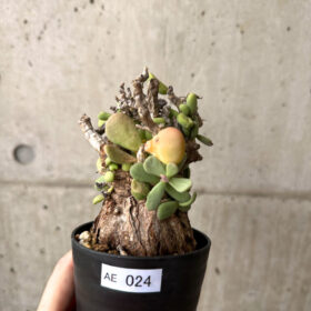 【現品限り】ケラリア・ピグマエア 現地株 約1年管理【AE24】 Ceraria pygmae【植物】塊根植物 夏型 コーデックス