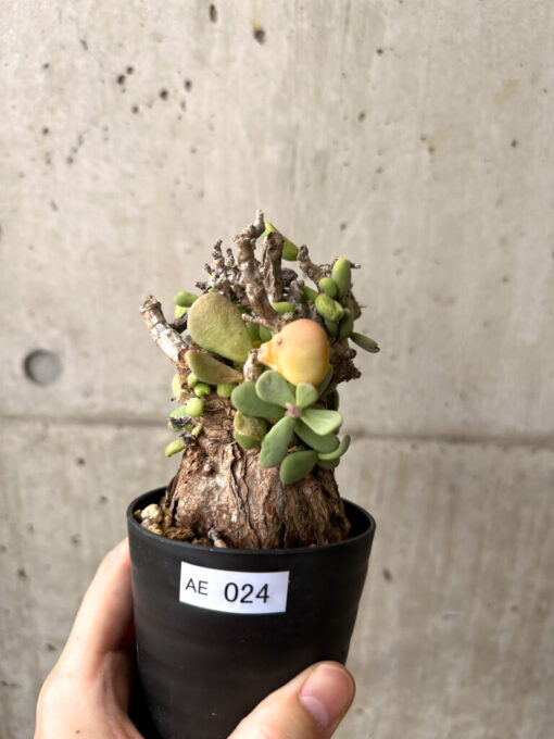 【現品限り】ケラリア・ピグマエア 現地株 約1年管理【AE24】 Ceraria pygmae【植物】塊根植物 夏型 コーデックス