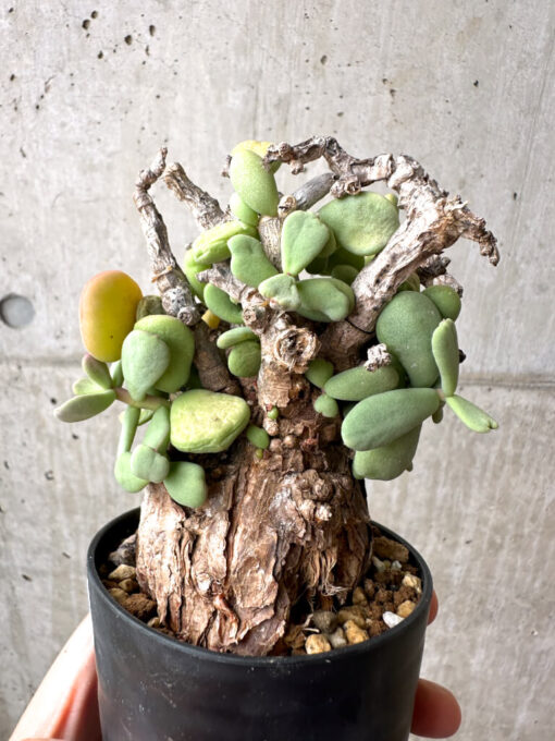 【現品限り】ケラリア・ピグマエア 現地株 約1年管理【AE24】 Ceraria pygmae【植物】塊根植物 夏型 コーデックス - 画像 (3)