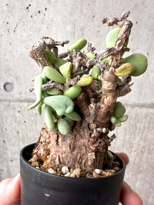 【現品限り】ケラリア・ピグマエア 現地株 約1年管理【AE24】 Ceraria pygmae【植物】塊根植物 夏型 コーデックス - 画像 (4)