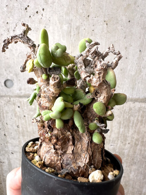 【現品限り】ケラリア・ピグマエア 現地株 約1年管理【AE24】 Ceraria pygmae【植物】塊根植物 夏型 コーデックス - 画像 (5)