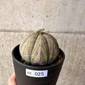 【現品限り】ユーフォルビア・オベサ【AE25】 Euphorbia obesa【植物】塊根植物 夏型 コーデックス