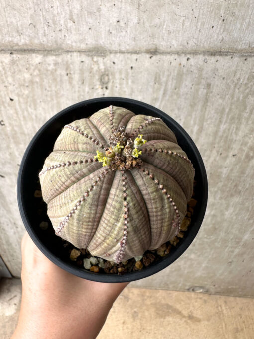 【現品限り】ユーフォルビア・オベサ【AE25】 Euphorbia obesa【植物】塊根植物 夏型 コーデックス - 画像 (2)