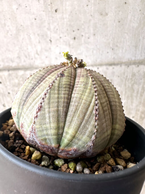 【現品限り】ユーフォルビア・オベサ【AE25】 Euphorbia obesa【植物】塊根植物 夏型 コーデックス - 画像 (4)