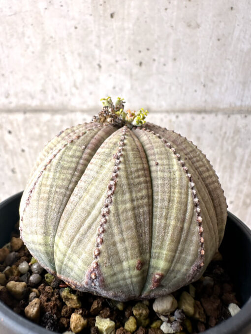 【現品限り】ユーフォルビア・オベサ【AE25】 Euphorbia obesa【植物】塊根植物 夏型 コーデックス - 画像 (5)