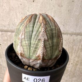 【現品限り】ユーフォルビア・オベサ【AE26】 Euphorbia obesa【植物】塊根植物 夏型 コーデックス