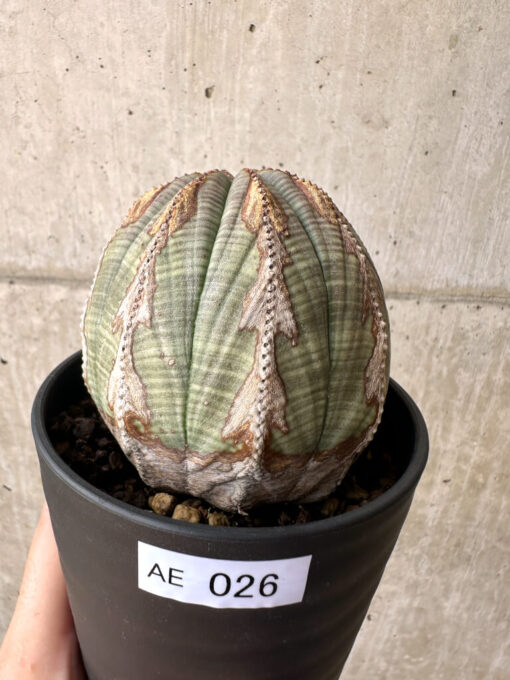 【現品限り】ユーフォルビア・オベサ【AE26】 Euphorbia obesa【植物】塊根植物 夏型 コーデックス