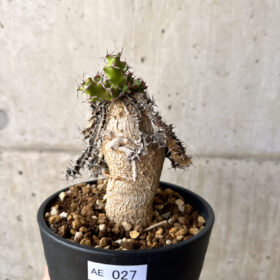 【現品限り】ユーフォルビア・スクアローサ 奇怪ヶ島【AE27】 Euphorbia squarrosa【植物】塊根植物 夏型 コーデックス