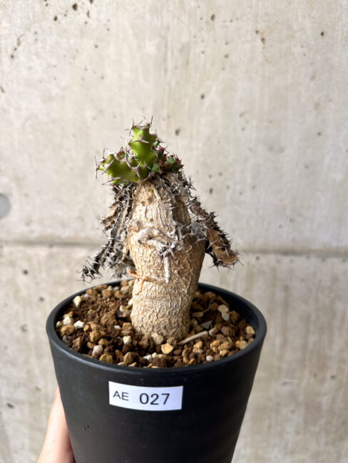 【現品限り】ユーフォルビア・スクアローサ 奇怪ヶ島【AE27】 Euphorbia squarrosa【植物】塊根植物 夏型 コーデックス