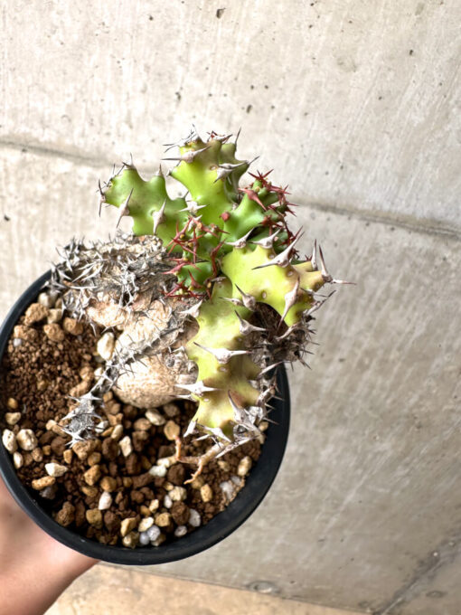 【現品限り】ユーフォルビア・スクアローサ 奇怪ヶ島【AE27】 Euphorbia squarrosa【植物】塊根植物 夏型 コーデックス - 画像 (2)