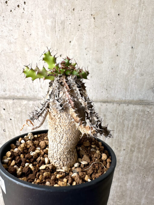 【現品限り】ユーフォルビア・スクアローサ 奇怪ヶ島【AE27】 Euphorbia squarrosa【植物】塊根植物 夏型 コーデックス - 画像 (3)