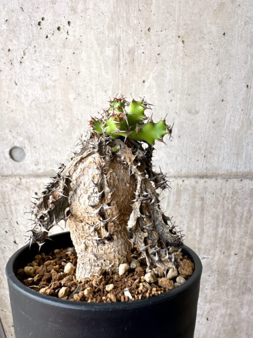 【現品限り】ユーフォルビア・スクアローサ 奇怪ヶ島【AE27】 Euphorbia squarrosa【植物】塊根植物 夏型 コーデックス - 画像 (4)