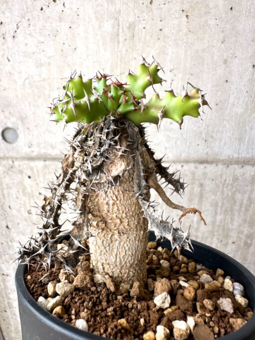 【現品限り】ユーフォルビア・スクアローサ 奇怪ヶ島【AE27】 Euphorbia squarrosa【植物】塊根植物 夏型 コーデックス - 画像 (5)