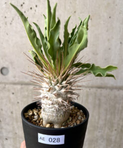 【現品限り】パキポディウム・ナマクアナム 光堂 実生 大株【AE28】 Pachypodium namaquanum【植物】塊根植物 夏型 コーデックス
