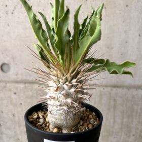 【現品限り】パキポディウム・ナマクアナム 光堂 実生 大株【AE28】 Pachypodium namaquanum【植物】塊根植物 夏型 コーデックス